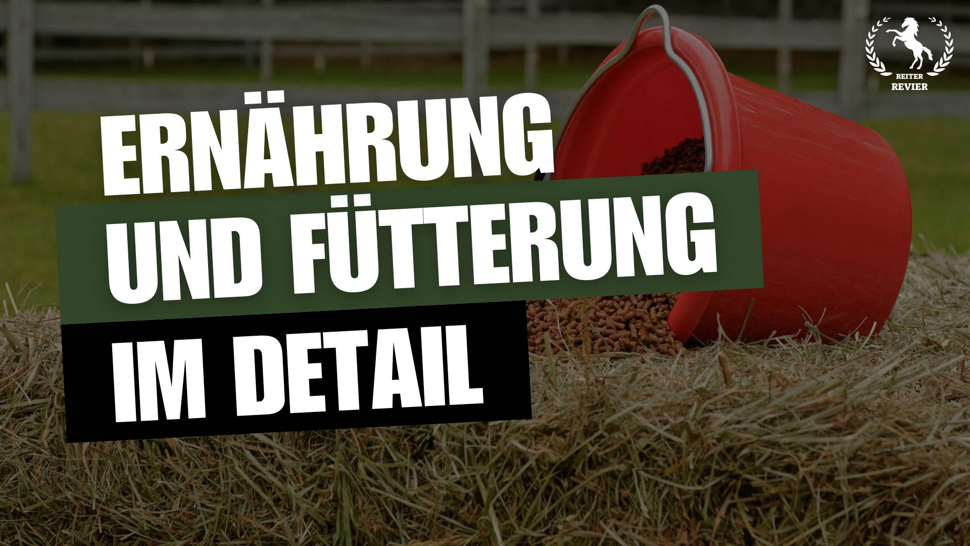 pferdeernährung und fütterung
