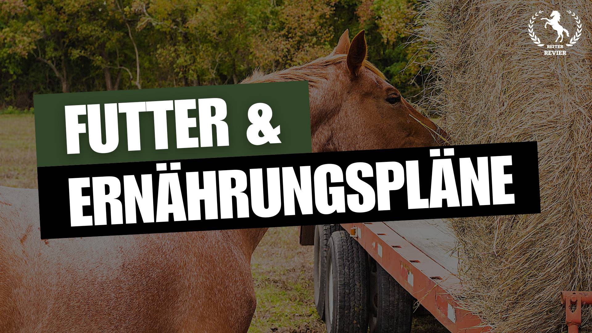 Die perfekte Mischung: Pferdefutter und individuelle Ernährungspläne