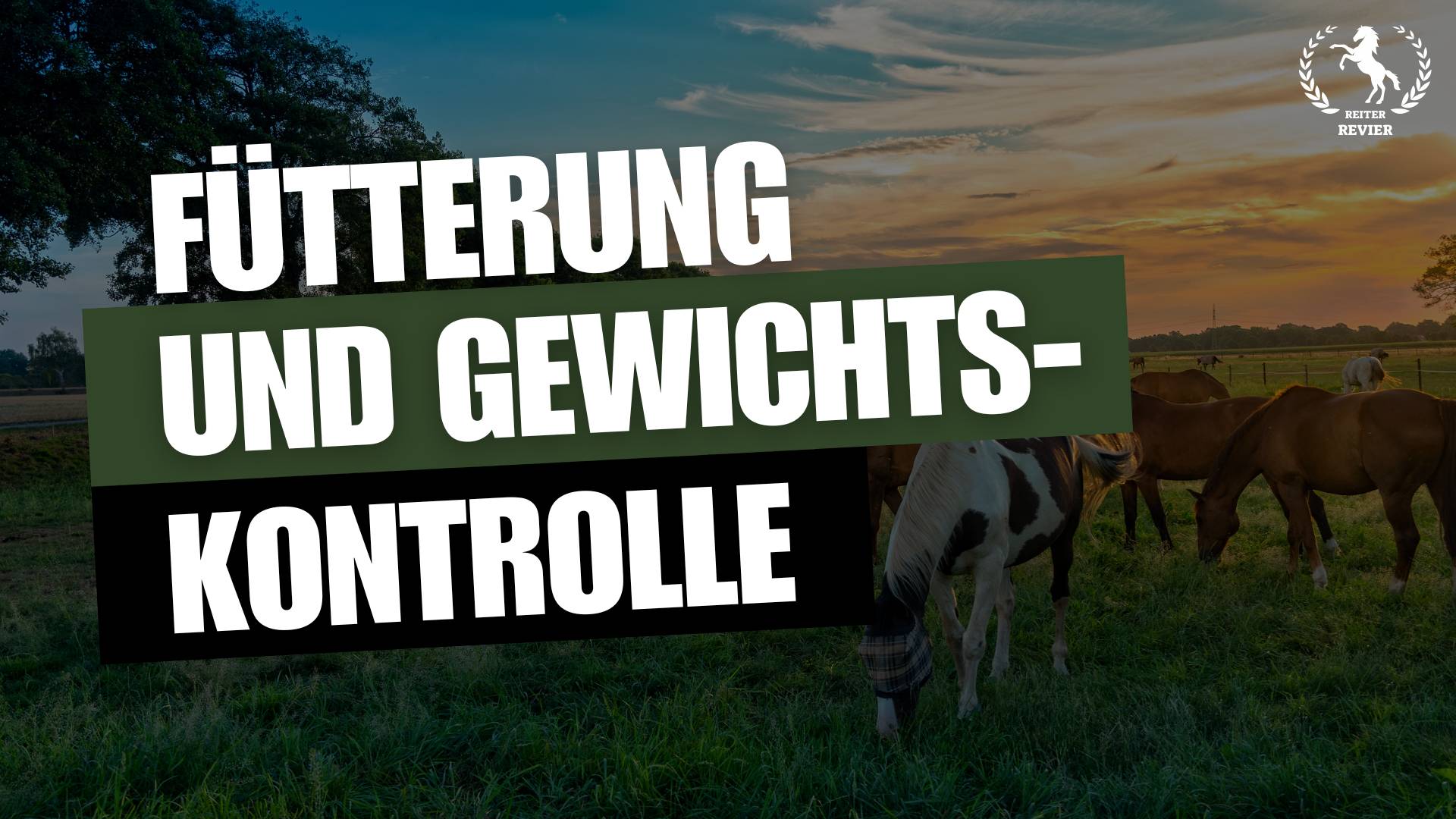Pferdefütterung und Gewichtskontrolle leicht gemacht: So erreichst du das ideale Gewicht