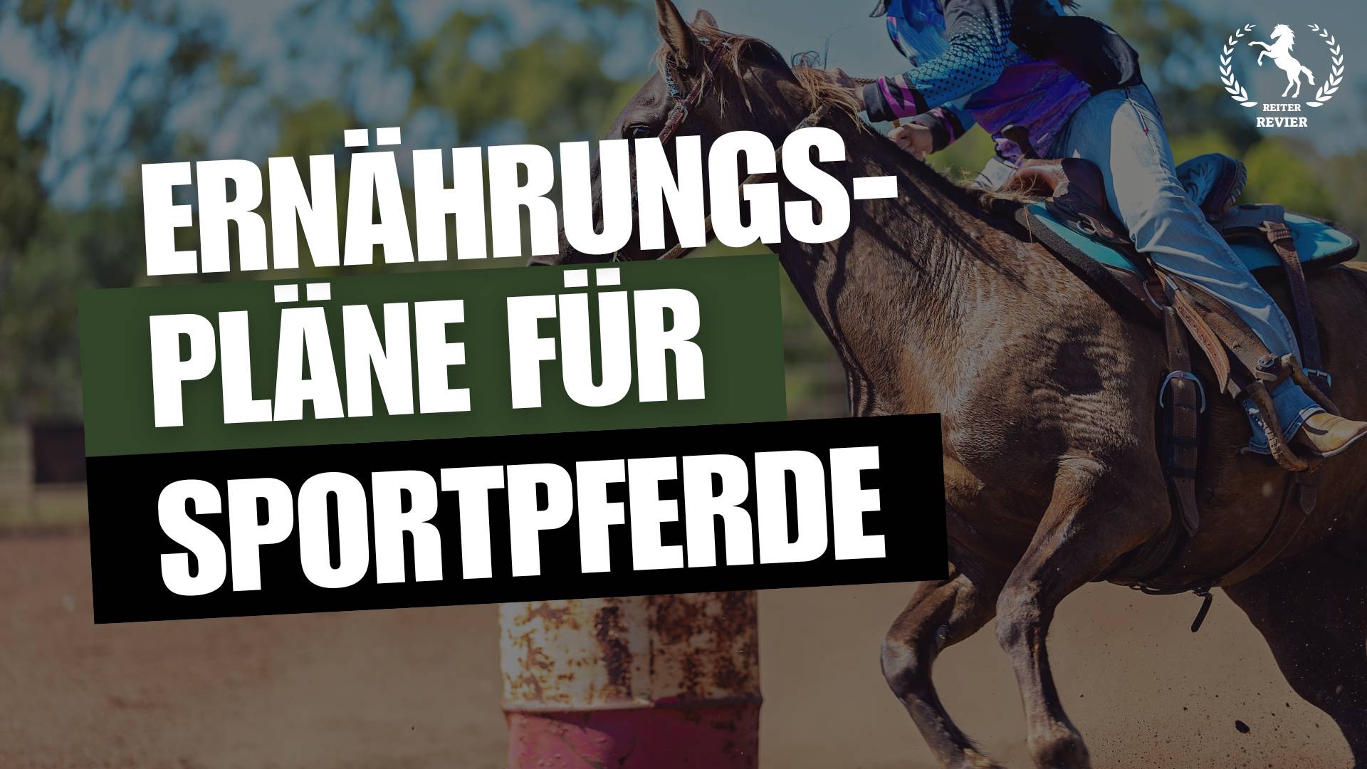 Die perfekte Balance: Ernährungspläne für gesunde Sportpferde