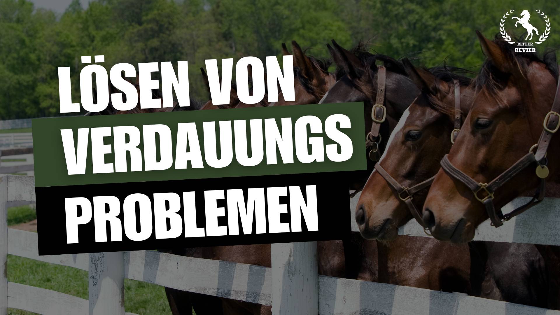 Lösen Sie Verdauungsprobleme: Optimale Pferdefütterung im Fokus