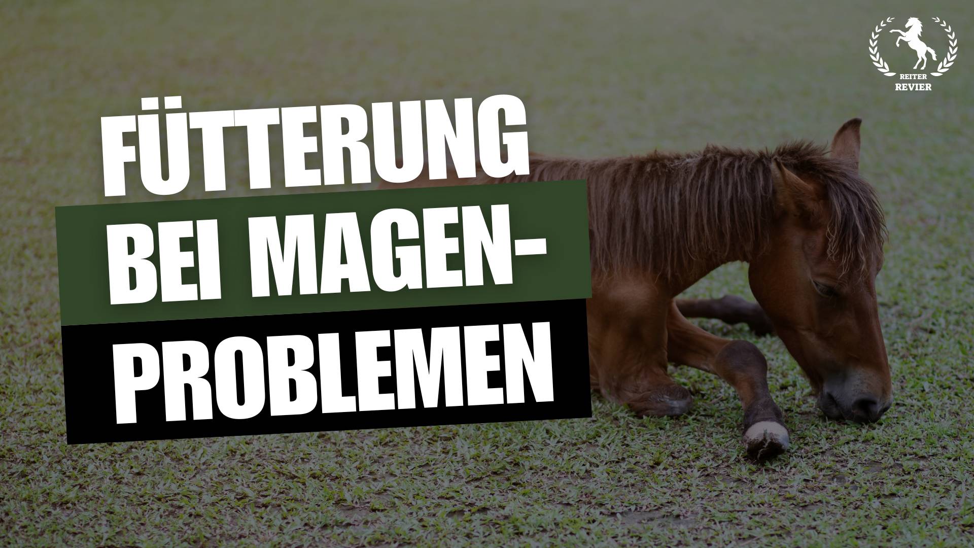Magenschonende Pferdefütterung: Die besten Strategien bei Magenproblemen