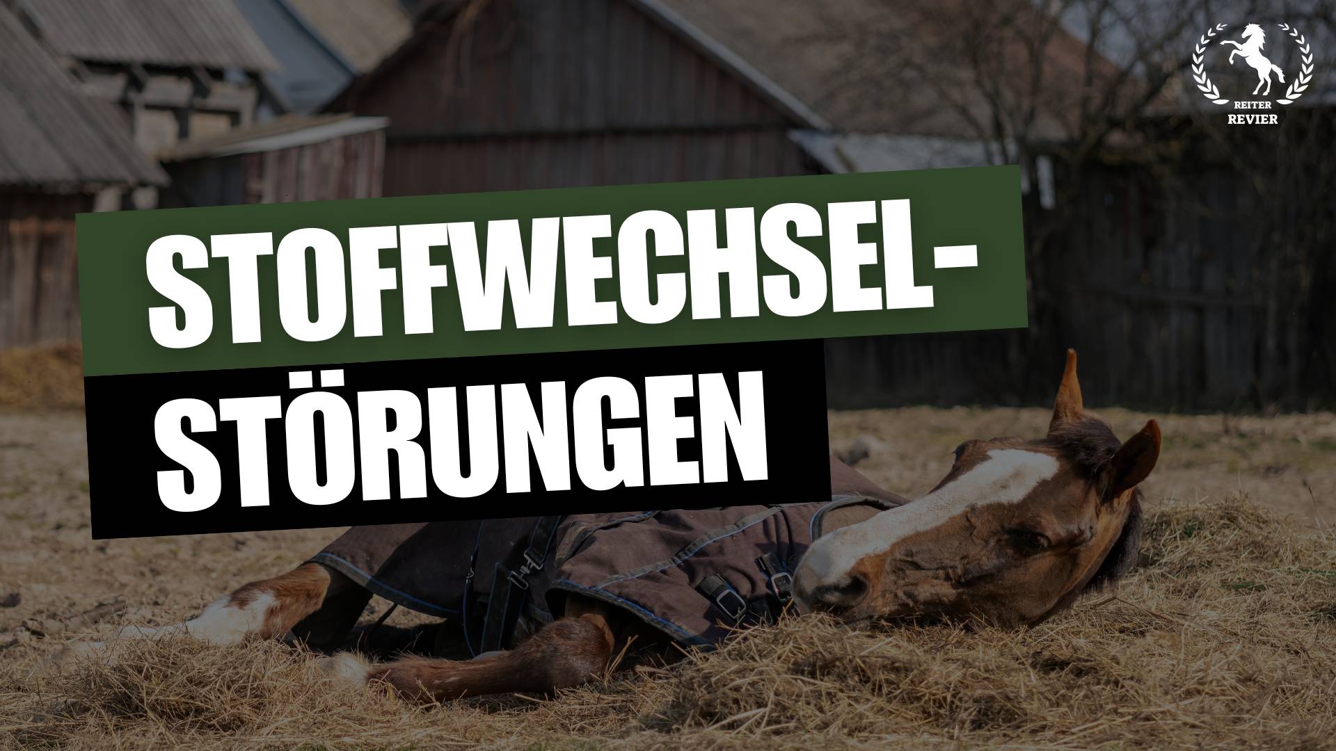 Ernährungspläne für Pferde: Wie du Stoffwechselstörungen vermeiden kannst