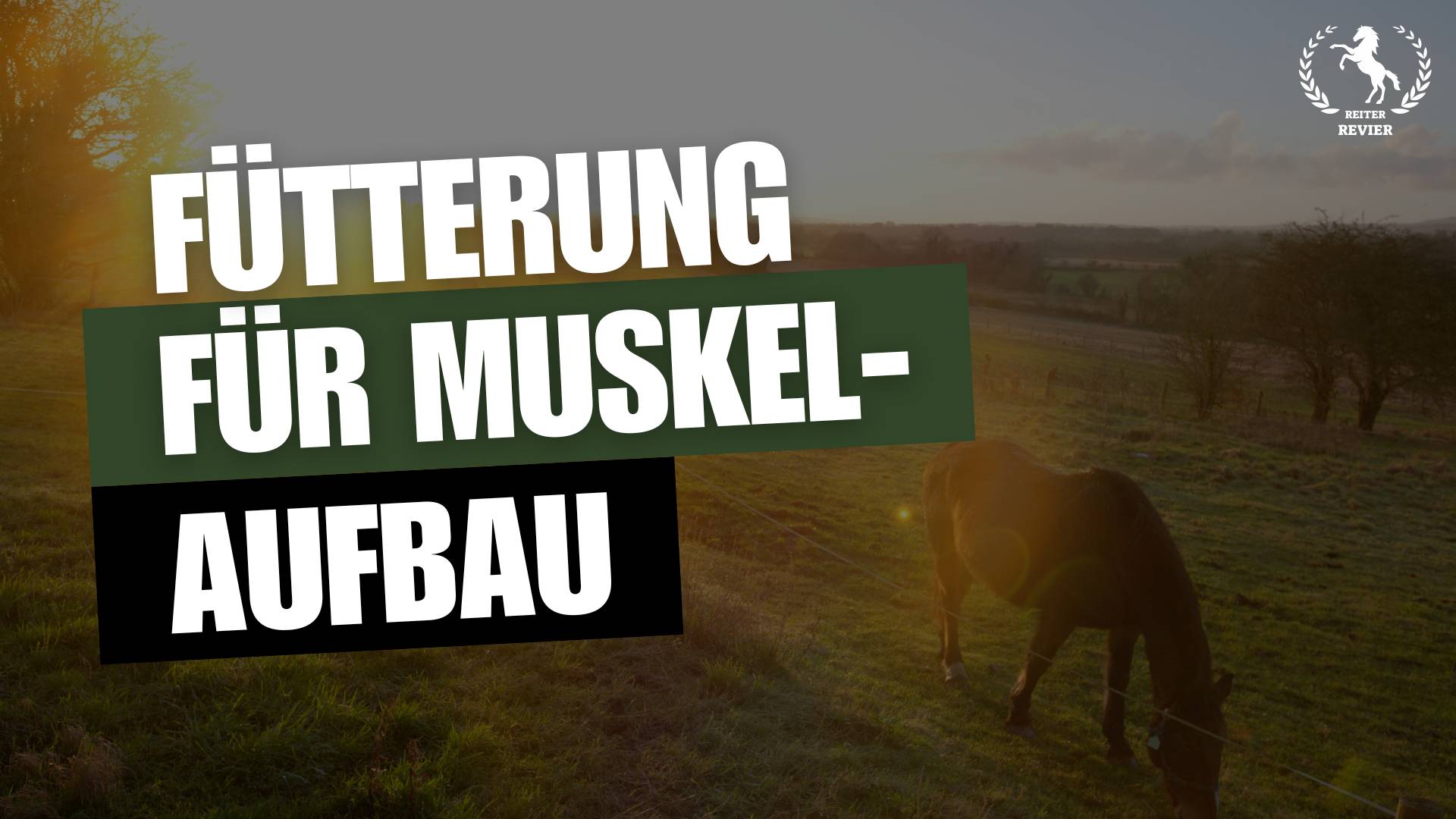 Muskelaufbau deluxe: Wie die richtige Pferdefütterung den Unterschied macht
