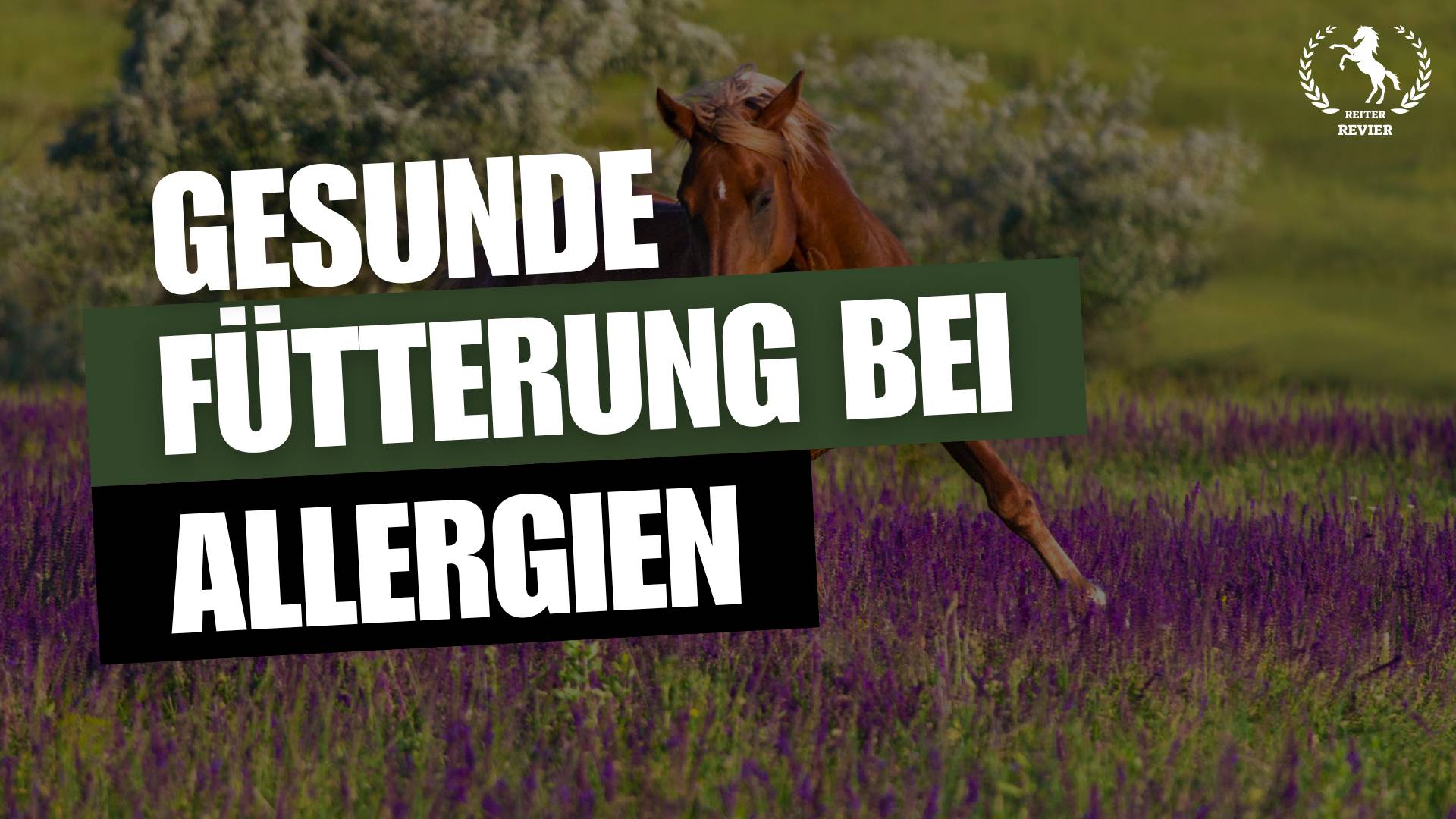 Gesunde Pferdefütterung bei Allergien: Expertentipps für Reiter