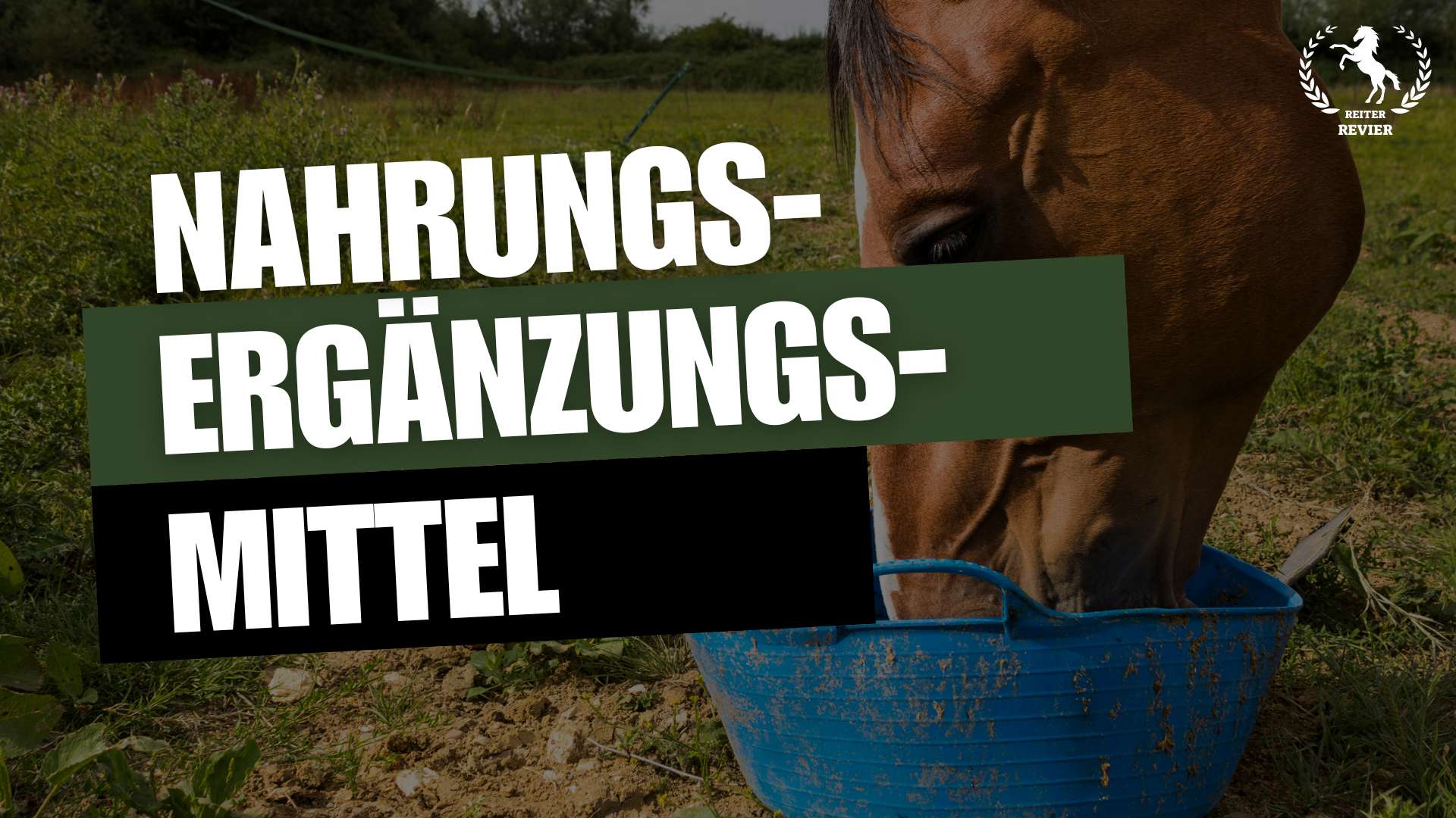 nahrungsergänzungsmittel für pferde