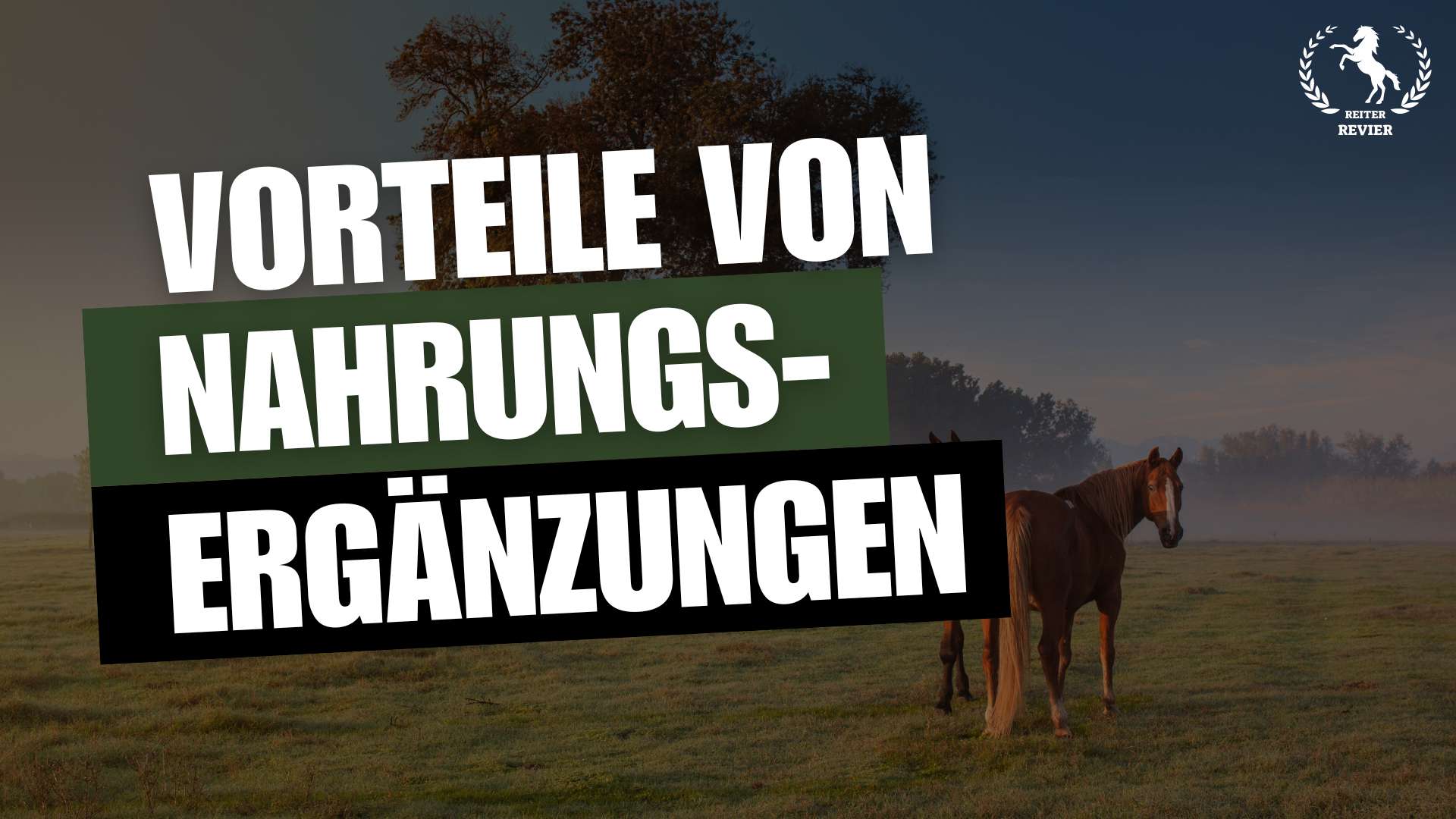 pferdegesundheit und nahrungsergänzungsmittel