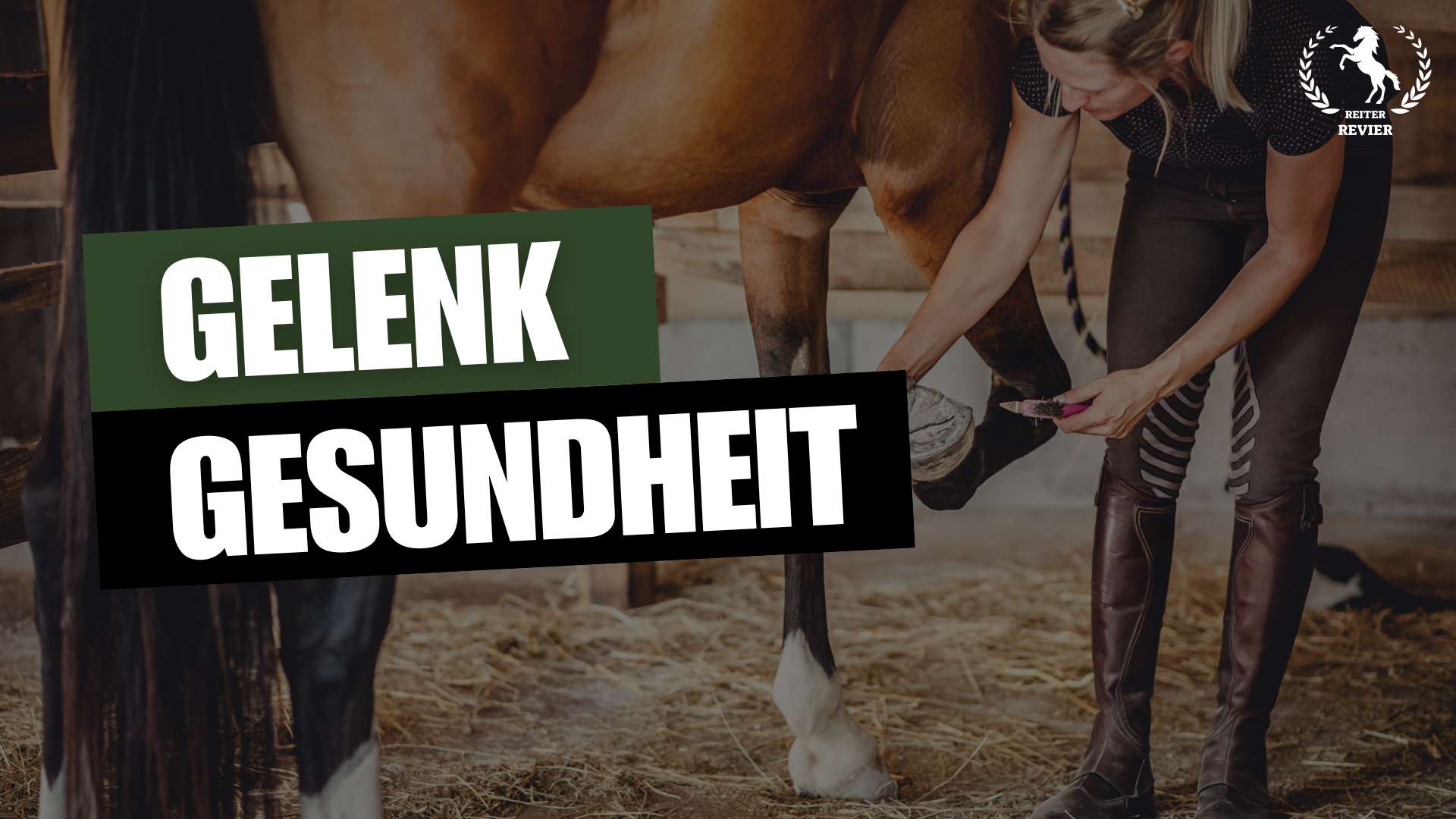 gelenkergänzungsmittel für pferde