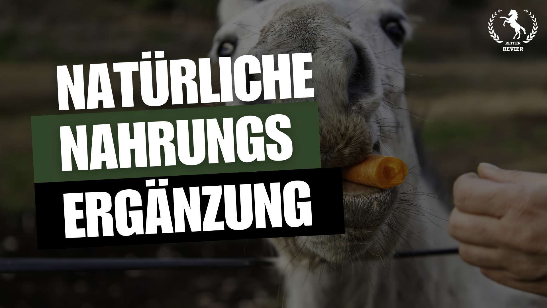 natürliche nahrungsergänzungsmittel für pferde